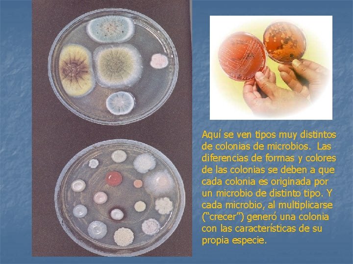 Aquí se ven tipos muy distintos de colonias de microbios. Las diferencias de formas