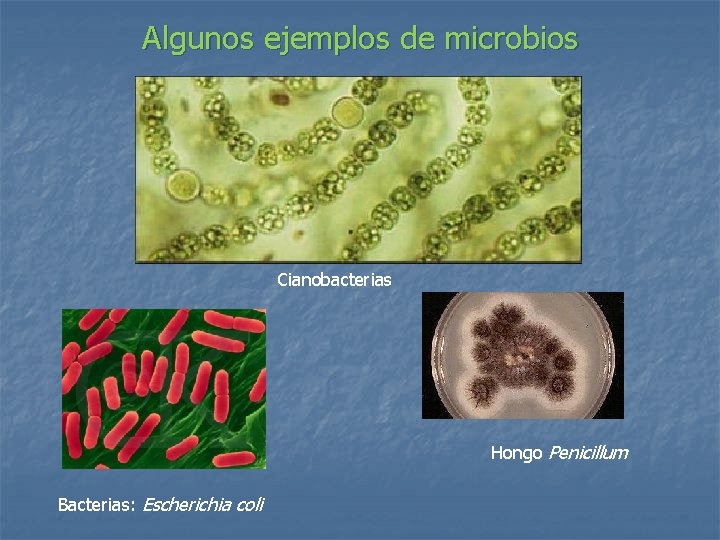 Algunos ejemplos de microbios Cianobacterias Hongo Penicillum Bacterias: Escherichia coli 