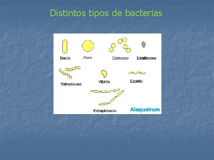 Distintos tipos de bacterias 