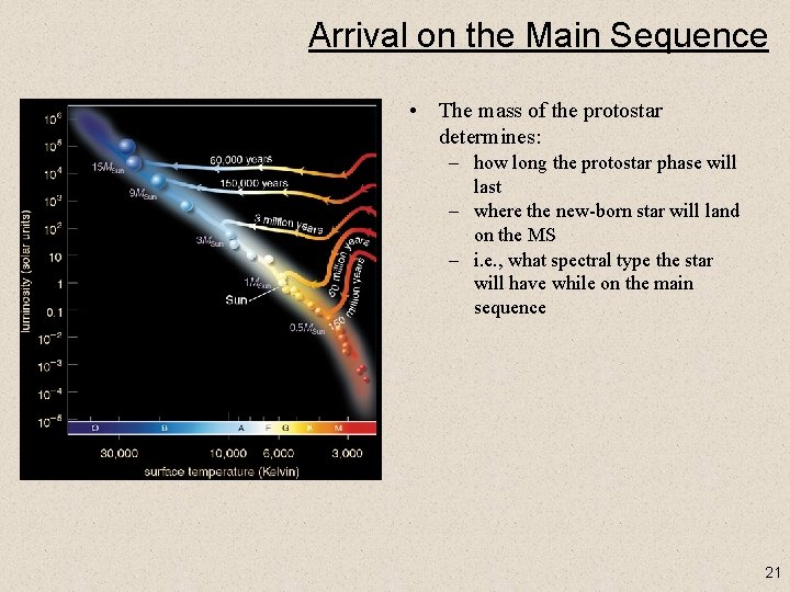 Arrival on the Main Sequence • The mass of the protostar determines: – how