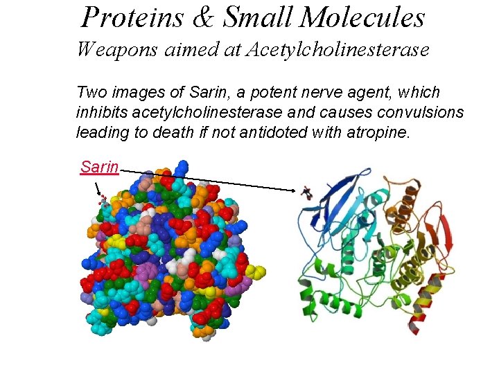 Proteins & Small Molecules Weapons aimed at Acetylcholinesterase Two images of Sarin, a potent
