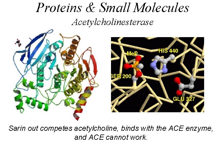 Proteins & Small Molecules Acetylcholinesterase Sarin out competes acetylcholine, binds with the ACE enzyme,
