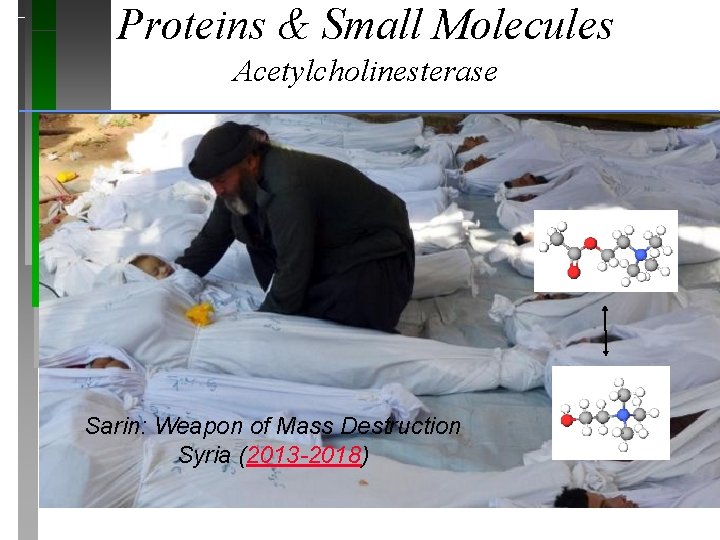 Proteins & Small Molecules Acetylcholinesterase Sarin binds in place of acetylcholine and inhibits acetylcholinesterase,