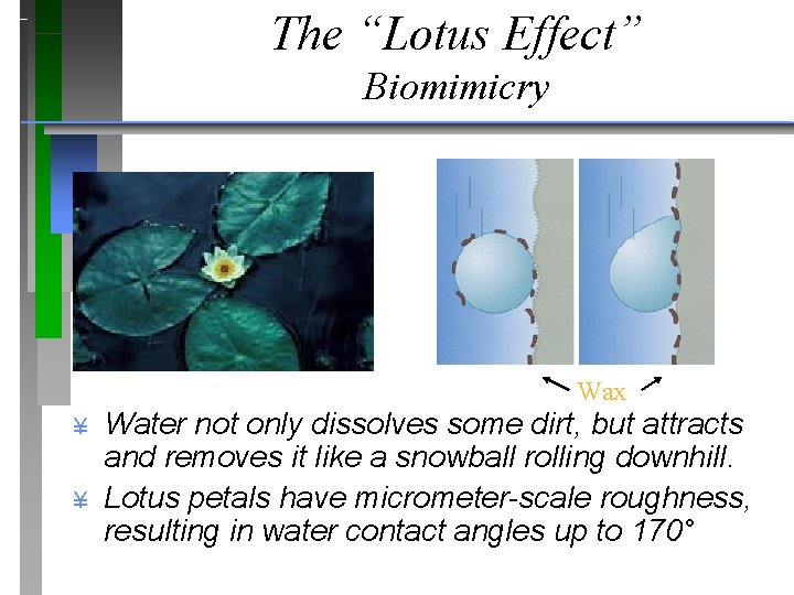 The “Lotus Effect” Biomimicry Wax ¥ ¥ Water not only dissolves some dirt, but