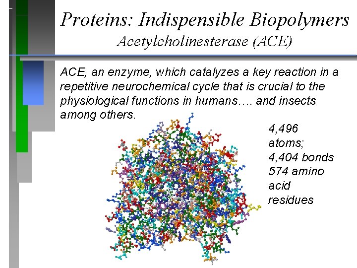 Proteins: Indispensible Biopolymers Acetylcholinesterase (ACE) ACE, an enzyme, which catalyzes a key reaction in