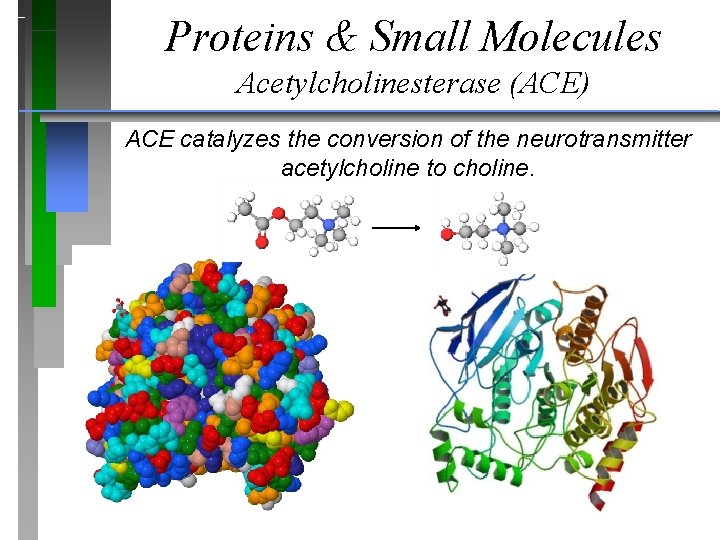 Proteins & Small Molecules Acetylcholinesterase (ACE) ACE catalyzes the conversion of the neurotransmitter acetylcholine