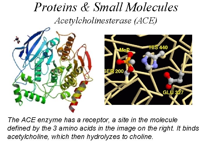 Proteins & Small Molecules Acetylcholinesterase (ACE) The ACE enzyme has a receptor, a site
