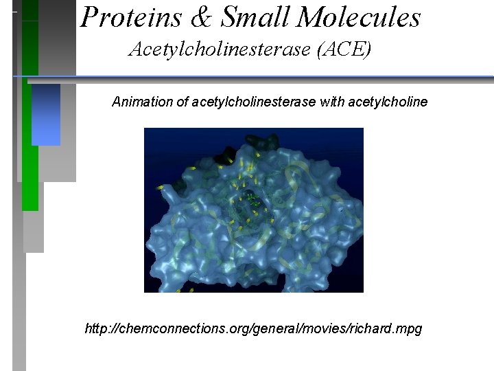 Proteins & Small Molecules Acetylcholinesterase (ACE) Animation of acetylcholinesterase with acetylcholine http: //chemconnections. org/general/movies/richard.