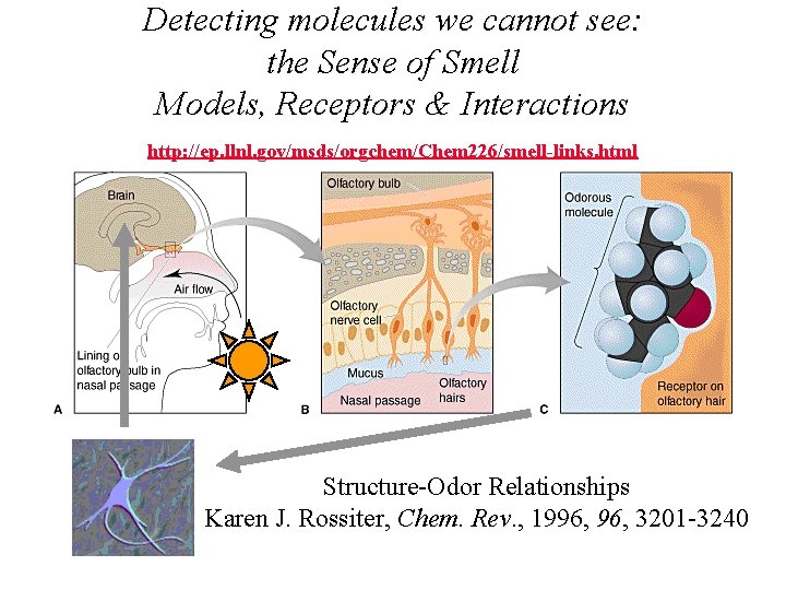 Detecting molecules we cannot see: the Sense of Smell Models, Receptors & Interactions http: