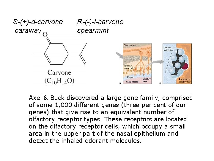 S-(+)-d-carvone caraway R-(-)-l-carvone spearmint Axel & Buck discovered a large gene family, comprised of