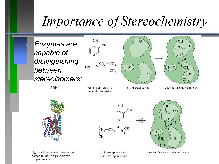 Importance of Stereochemistry · Enzymes are capable of distinguishing between stereoisomers: 