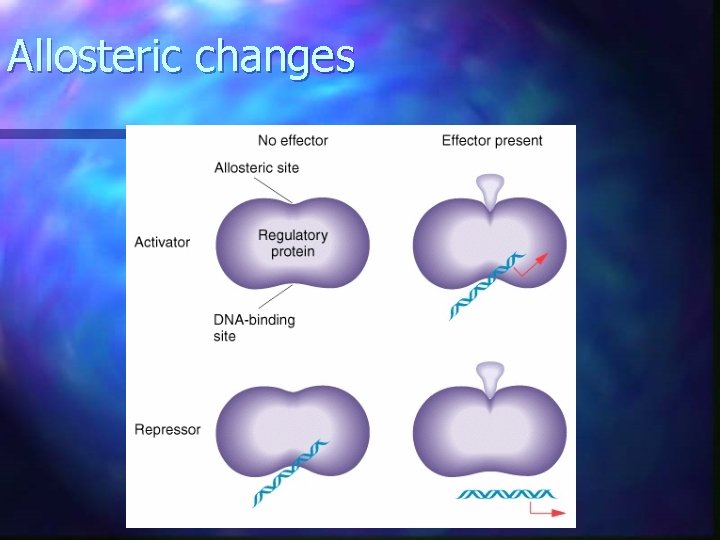 Allosteric changes Allosteric changes