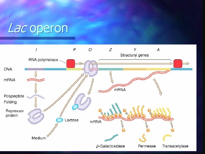 Lac operon Lac operon