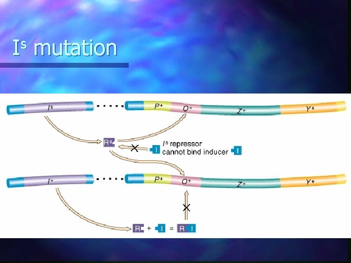 Is mutation Is mutation