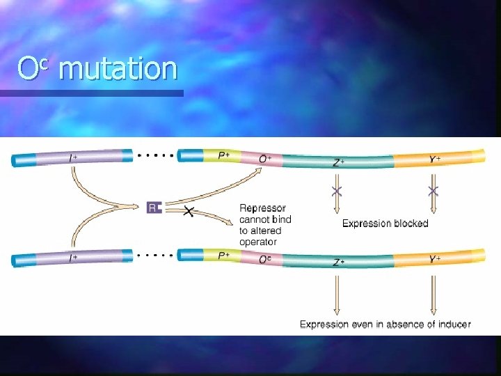 Oc mutation Oc mutation