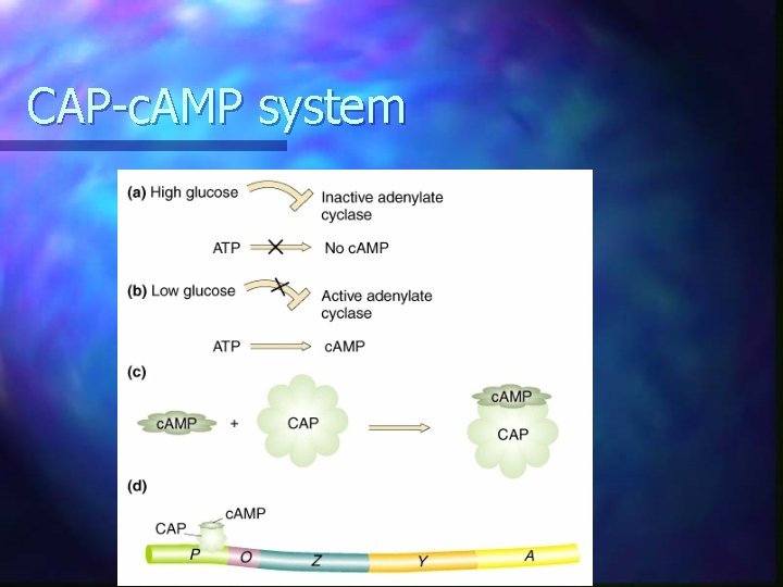 CAP-c. AMP system CAP-c. AMP system