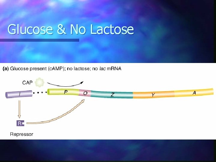 Glucose & No Lactose Glucose & No Lactose