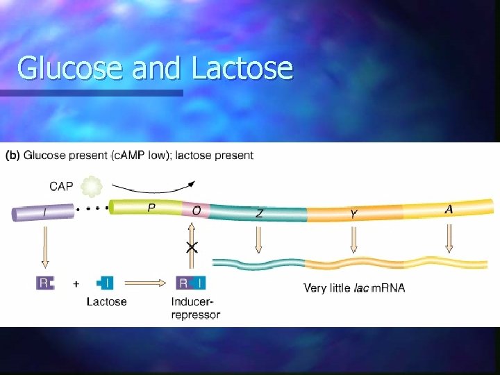Glucose and Lactose Glucose and Lactose