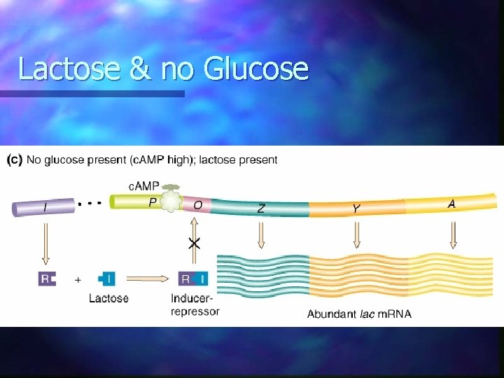 Lactose & no Glucose Lactose & no Glucose