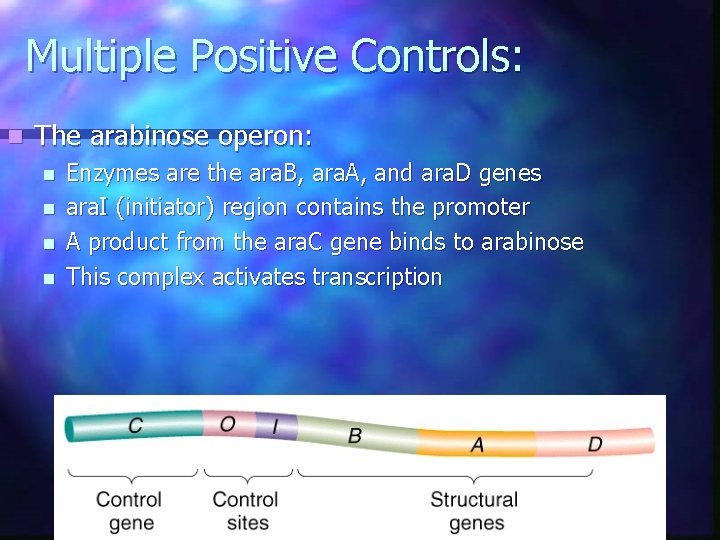 Multiple Positive Controls: n The arabinose operon: n n Enzymes are the ara. B, Multiple Positive Controls: n The arabinose operon: n n Enzymes are the ara. B,