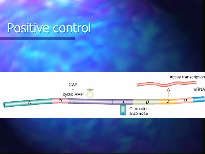 Positive control Positive control