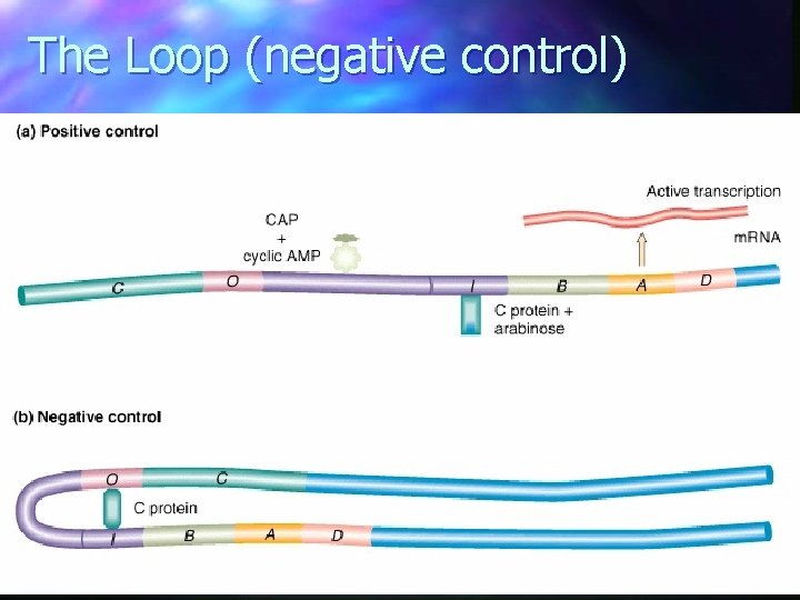 The Loop (negative control) The Loop (negative control)