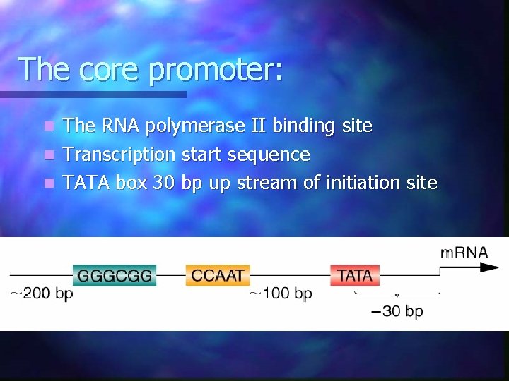 The core promoter: The RNA polymerase II binding site n Transcription start sequence n The core promoter: The RNA polymerase II binding site n Transcription start sequence n
