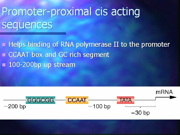 Promoter-proximal cis acting sequences Helps binding of RNA polymerase II to the promoter n Promoter-proximal cis acting sequences Helps binding of RNA polymerase II to the promoter n