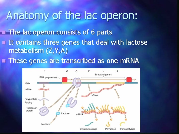 Anatomy of the lac operon: The lac operon consists of 6 parts n It Anatomy of the lac operon: The lac operon consists of 6 parts n It