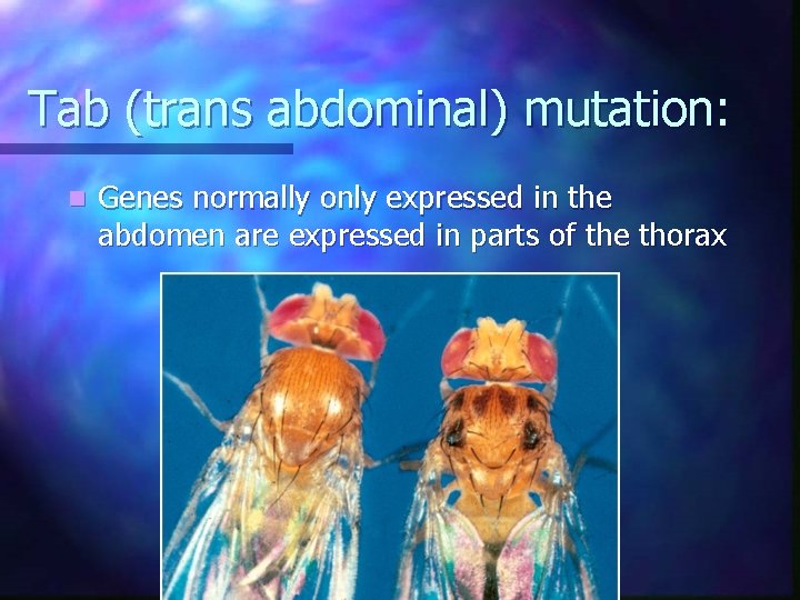 Tab (trans abdominal) mutation: n Genes normally only expressed in the abdomen are expressed Tab (trans abdominal) mutation: n Genes normally only expressed in the abdomen are expressed