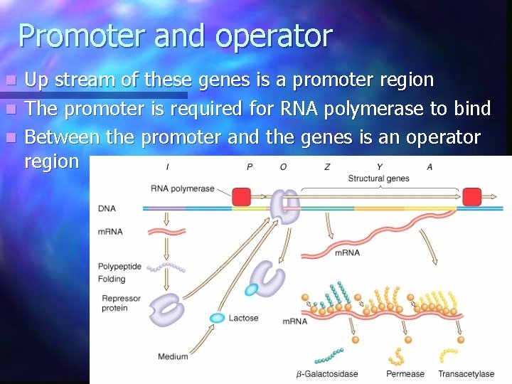 Promoter and operator Up stream of these genes is a promoter region n The Promoter and operator Up stream of these genes is a promoter region n The