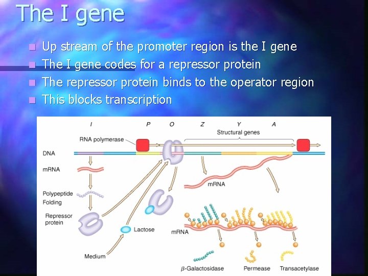 The I gene Up stream of the promoter region is the I gene n The I gene Up stream of the promoter region is the I gene n