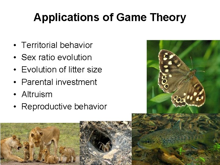 Applications of Game Theory • • • Territorial behavior Sex ratio evolution Evolution of