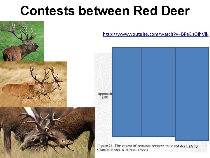 Contests between Red Deer http: //www. youtube. com/watch? v=BPe. Ds. OIh. Vik 