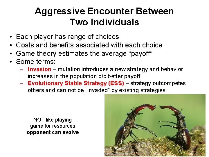 Aggressive Encounter Between Two Individuals • • Each player has range of choices Costs