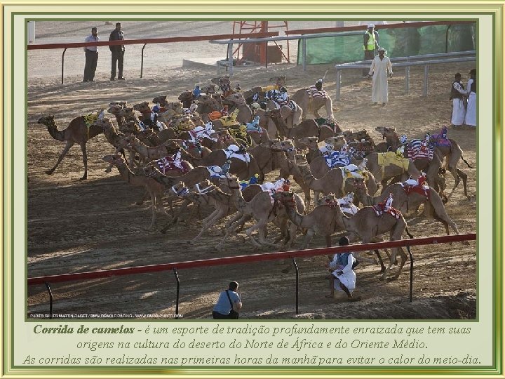 a z l de camelos - é um esporte de tradição profundamente enraizada que
