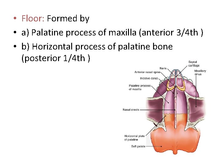  • Floor: Formed by • a) Palatine process of maxilla (anterior 3/4 th