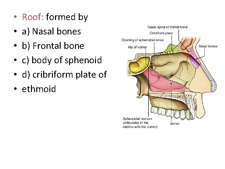  • • • Roof: formed by a) Nasal bones b) Frontal bone c)