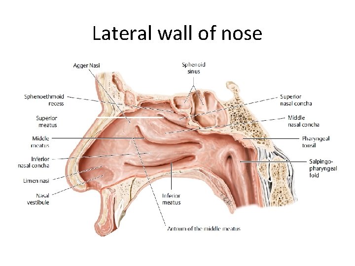 Lateral wall of nose 