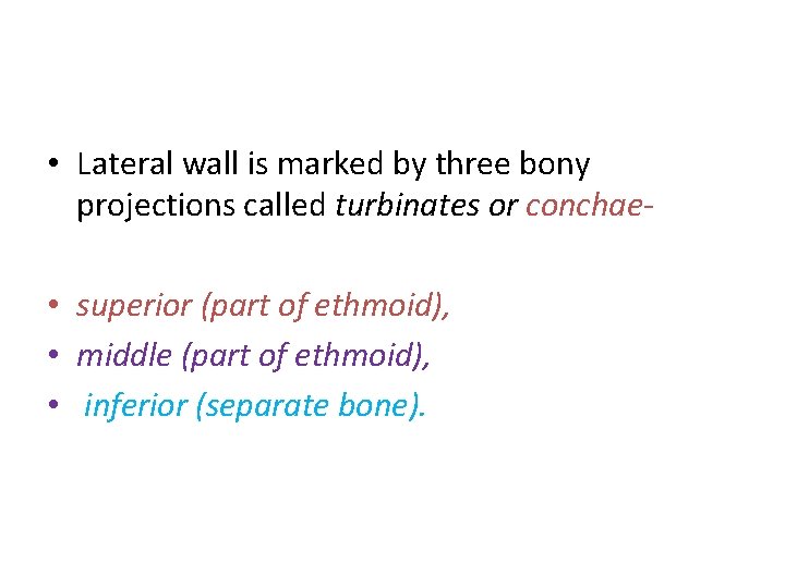  • Lateral wall is marked by three bony projections called turbinates or conchae