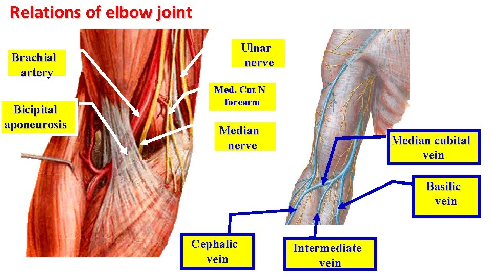 Relations of elbow joint Ulnar nerve Brachial artery Bicipital aponeurosis Med. Cut N forearm