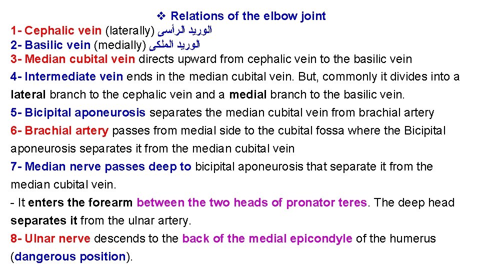 v Relations of the elbow joint 1 - Cephalic vein (laterally) ﺍﻟﻮﺭﻳﺪ ﺍﻟﺮﺃﺴﻰ 2