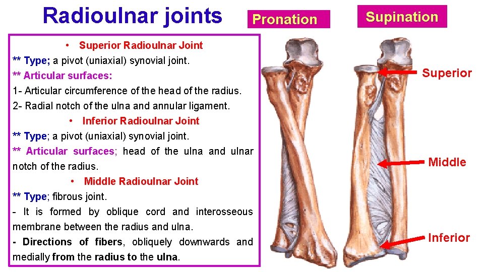 Radioulnar joints Pronation • Superior Radioulnar Joint ** Type; a pivot (uniaxial) synovial joint.
