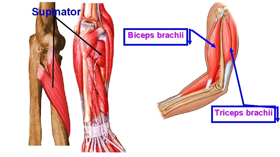 Supinator Biceps brachii Triceps brachii 