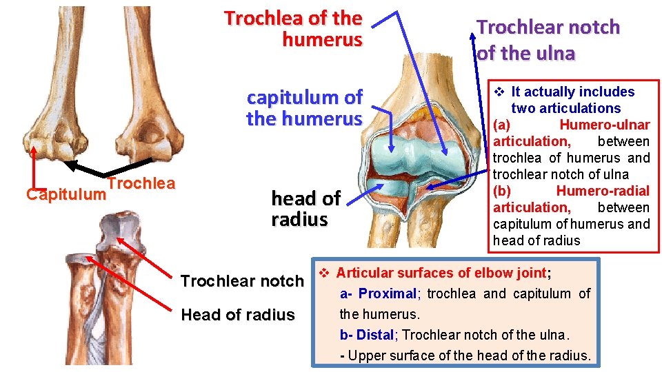 Trochlea of the humerus capitulum of the humerus Trochlea Capitulum head of radius Trochlear