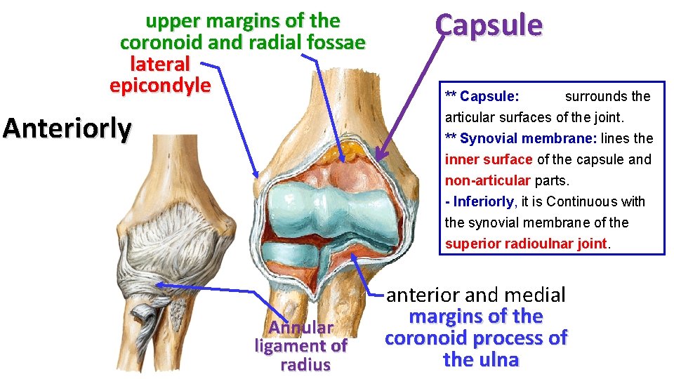 upper margins of the coronoid and radial fossae lateral epicondyle Anteriorly Capsule ** Capsule: