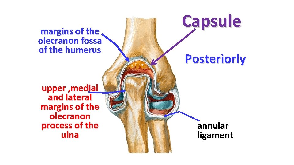 margins of the olecranon fossa of the humerus upper , medial and lateral margins