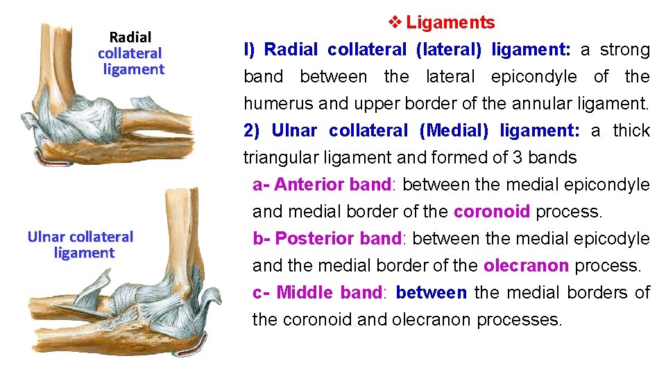 Radial collateral ligament Ulnar collateral ligament v Ligaments I) Radial collateral (lateral) ligament: a