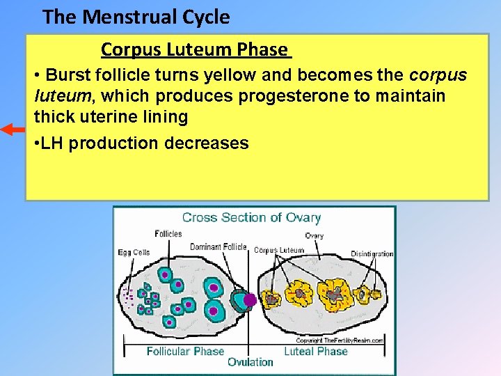 The Menstrual Cycle Corpus Luteum Phase • Burst follicle turns yellow and becomes the