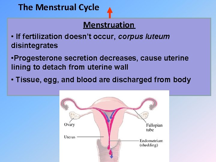 The Menstrual Cycle Menstruation • If fertilization doesn’t occur, corpus luteum disintegrates • Progesterone